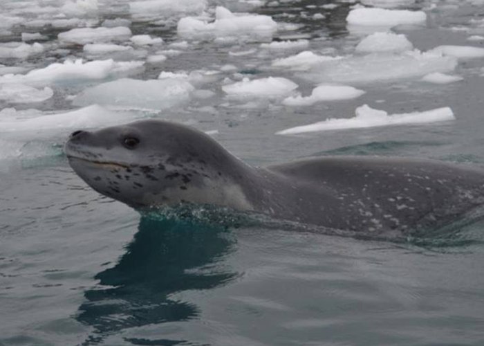 Campanha Galileo 2018 - 3º. comunicado