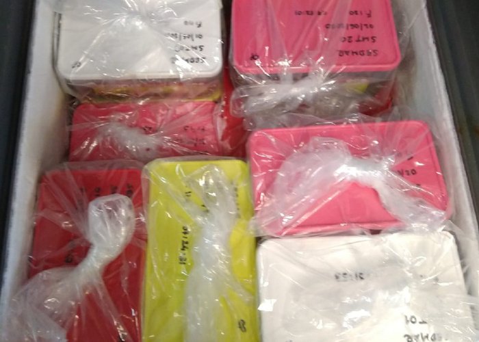 Amostras colhidas acondicionadas