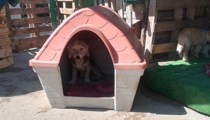 Campanha de Recolha de Bens de Primeira Necessidade para Cães e Gatos