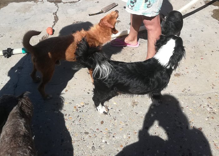 Campanha de Recolha de Bens de Primeira Necessidade para Cães e Gatos