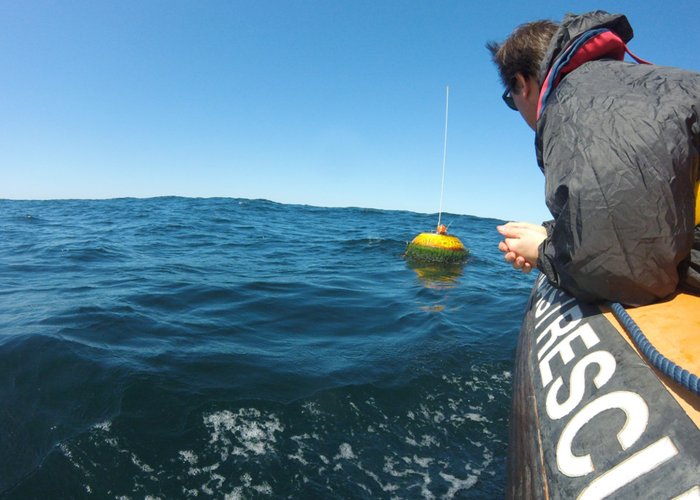 Campanha do Projeto Meloa em Sines