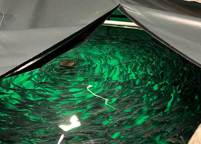 COZYNOPT - Visita à estação de Austevoll